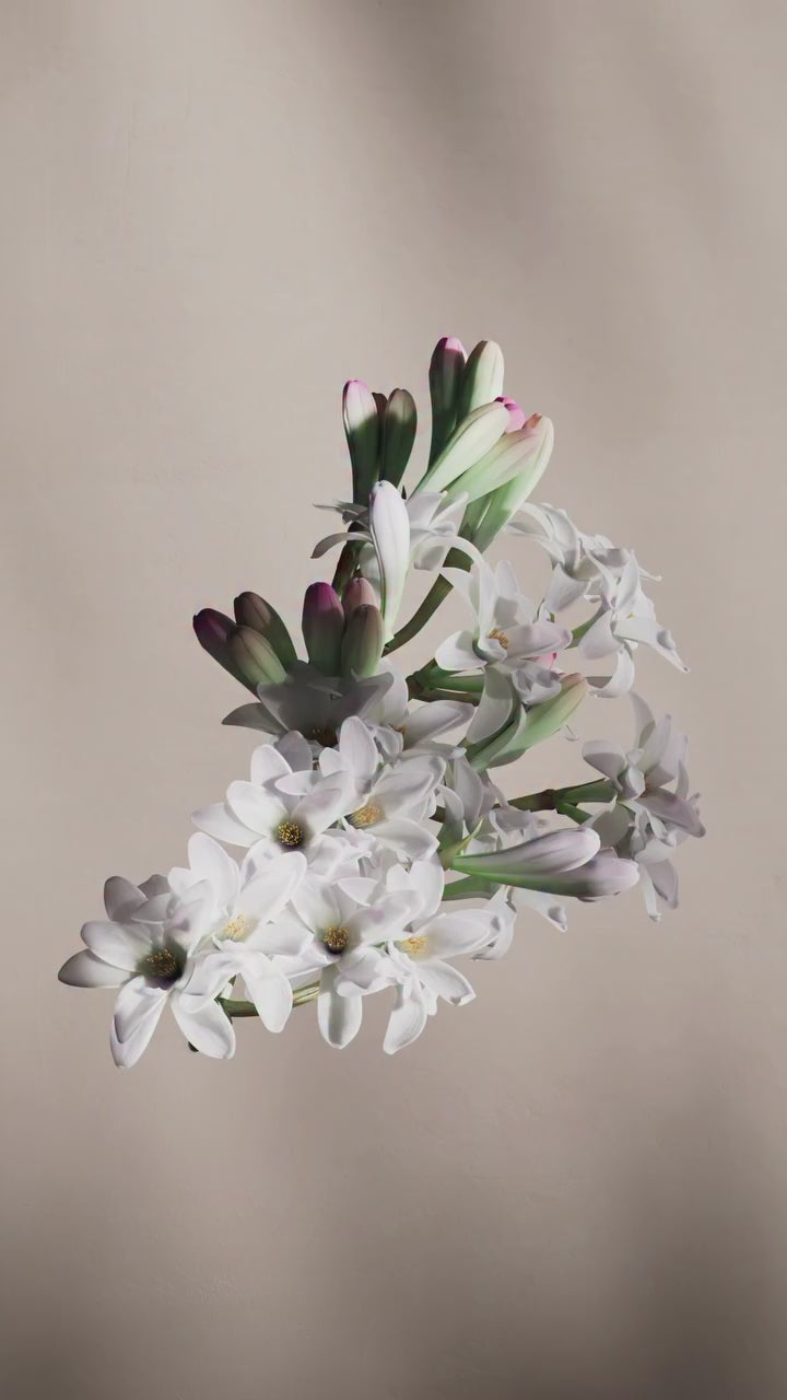 Lattafa Petra Perfume